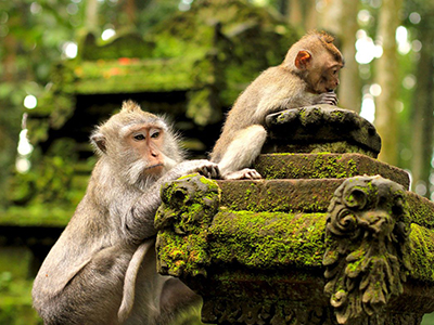 Ліс мавп на Балі – заповідник, що вражає