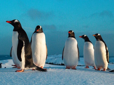 Жіноча команда розкопала найвіддаленіше поштове відділення в Антарктиці