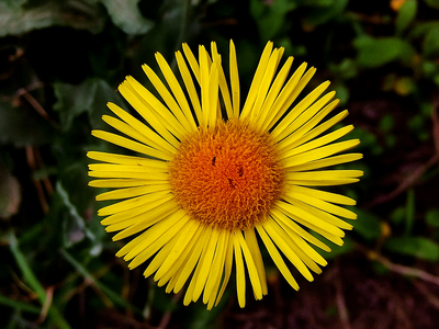 Як ферма в Катарі відроджує забуту «золоту» рослину пустелі