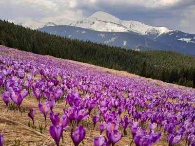 Гора Кукул у цвіті : коли Карпати стають фіолетовими